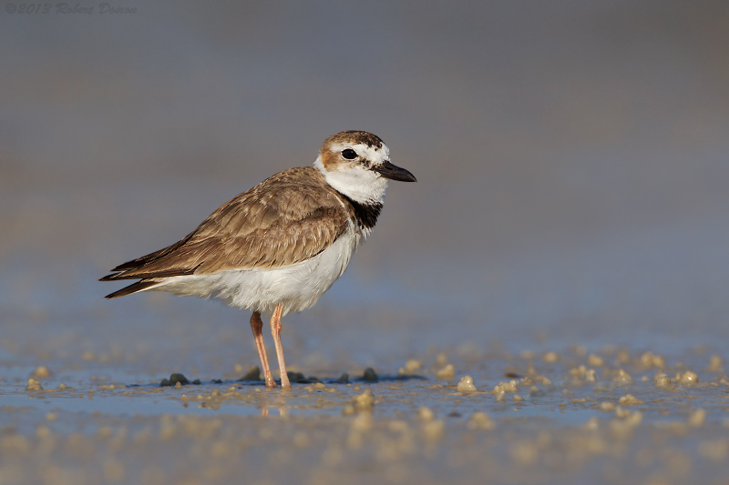 Wilson's Plover