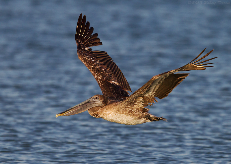 Brown Pelican