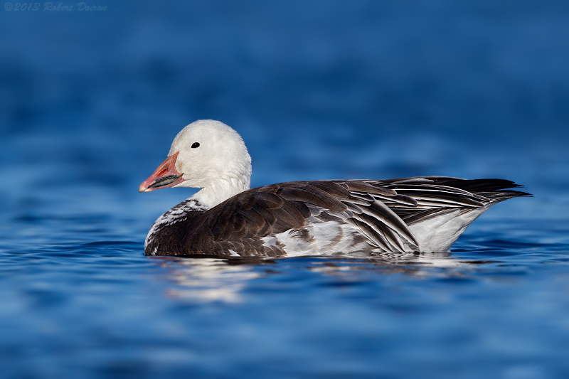 Snow Goose