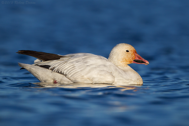 Snow Goose