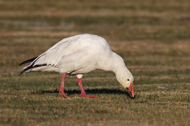 Snow Goose