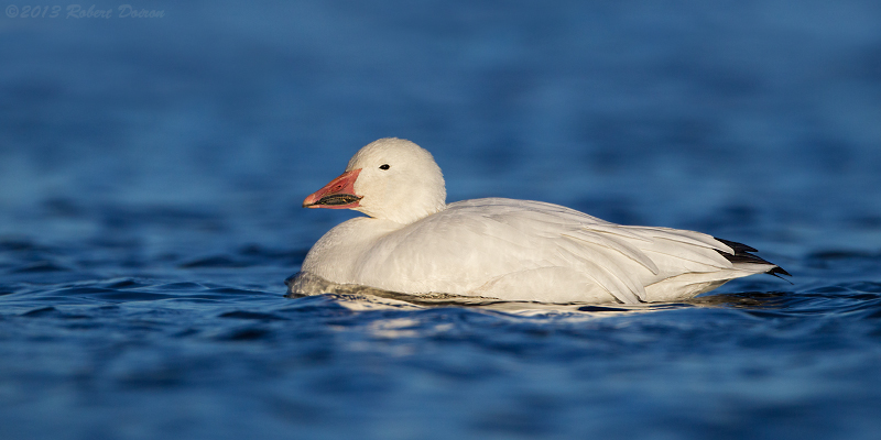 Snow Goose