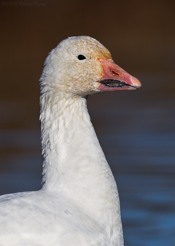 Snow Goose