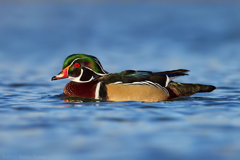 Wood Duck