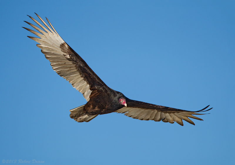 Turkey Vulture