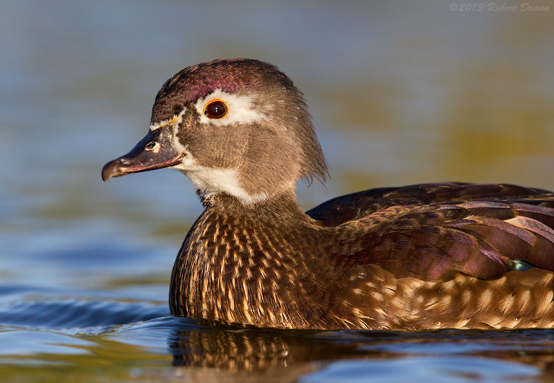 Wood Duck