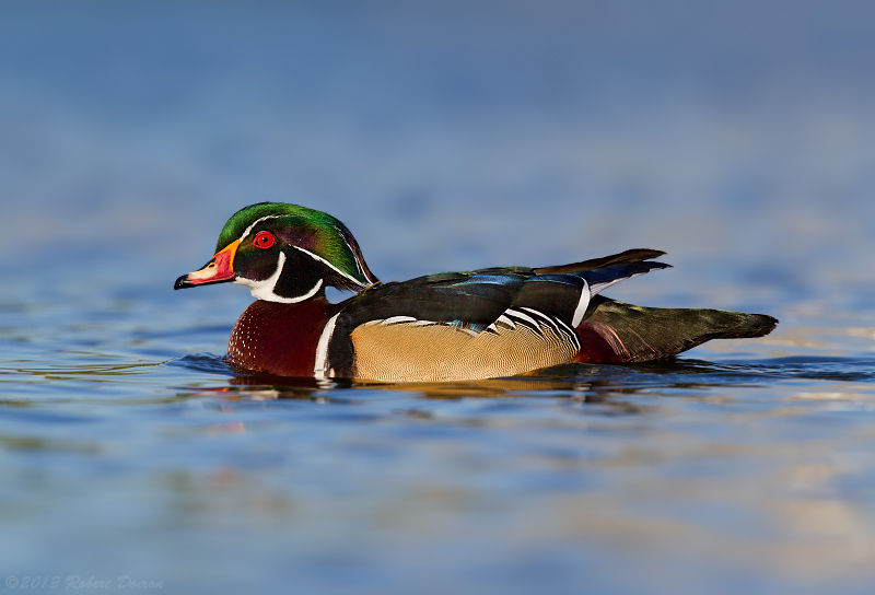 Wood Duck 