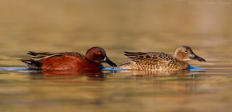 Cinnamon Teal