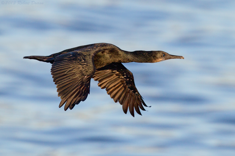 Brandt's Cormorant