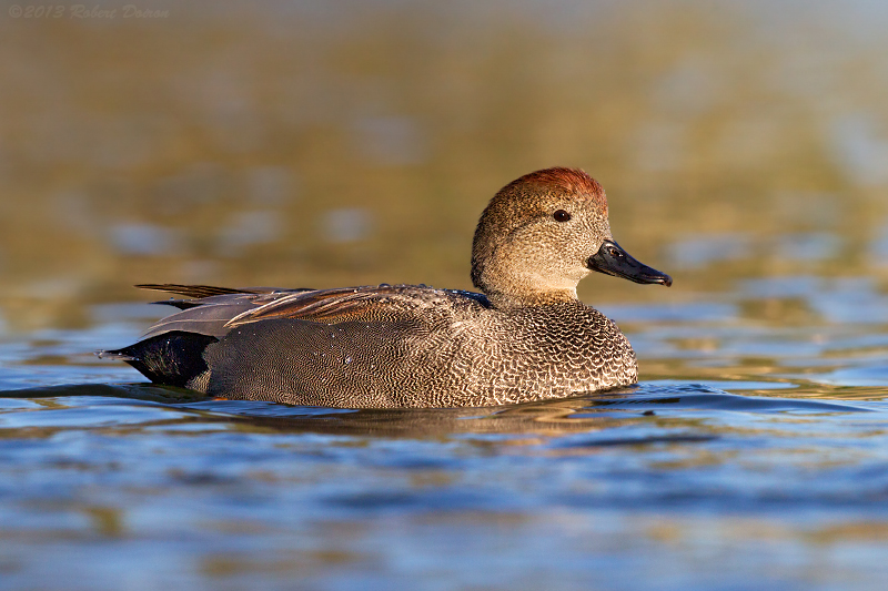 Gadwall