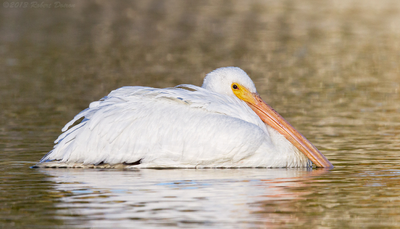 American White Pelican