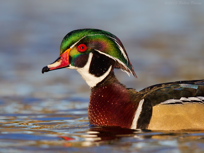 Wood Duck