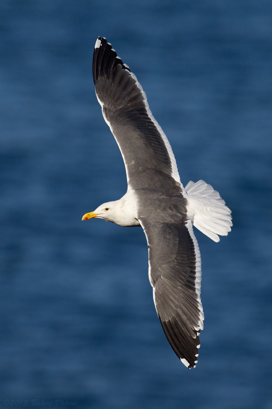 Western Gull