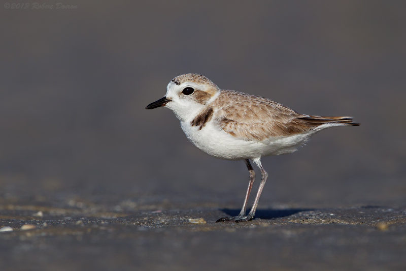 Snowy Plover