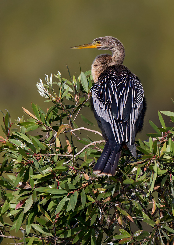 Anhinga