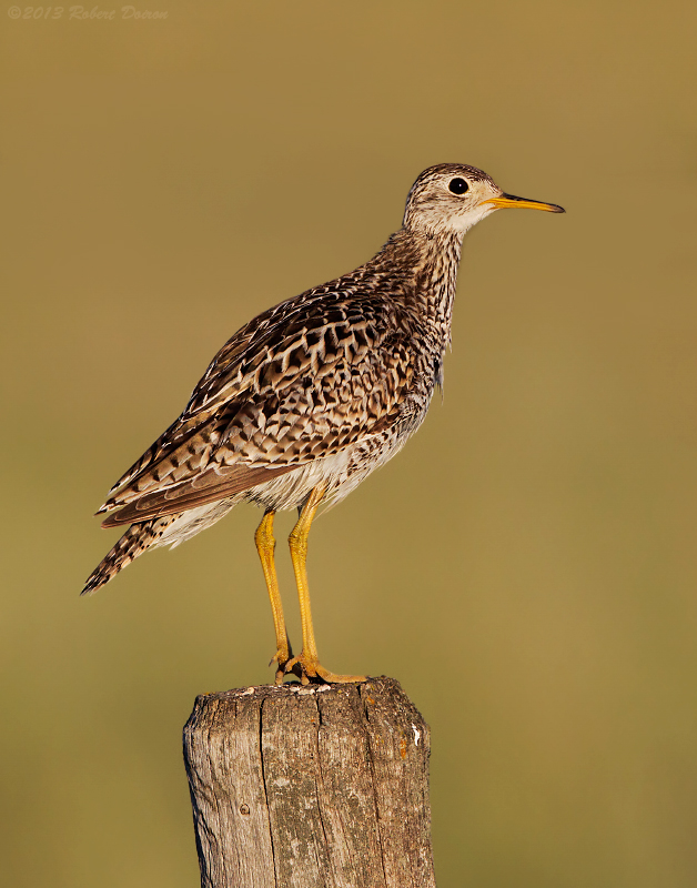 Upland Sandpiper