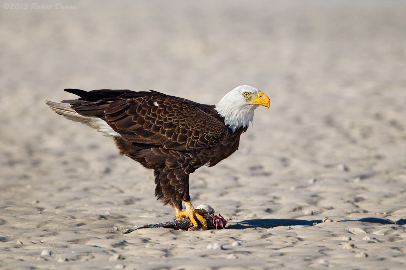 Bald Eagle