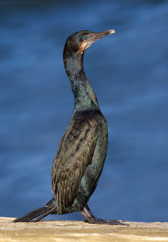 Brandt's Cormorant