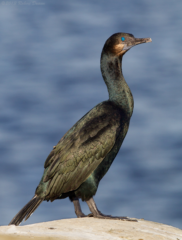 Brandt's Cormorant