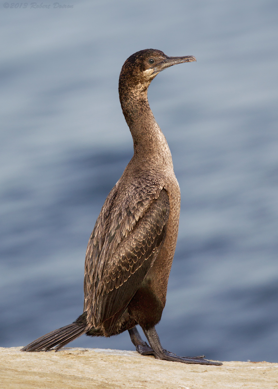 Brandt's Cormorant