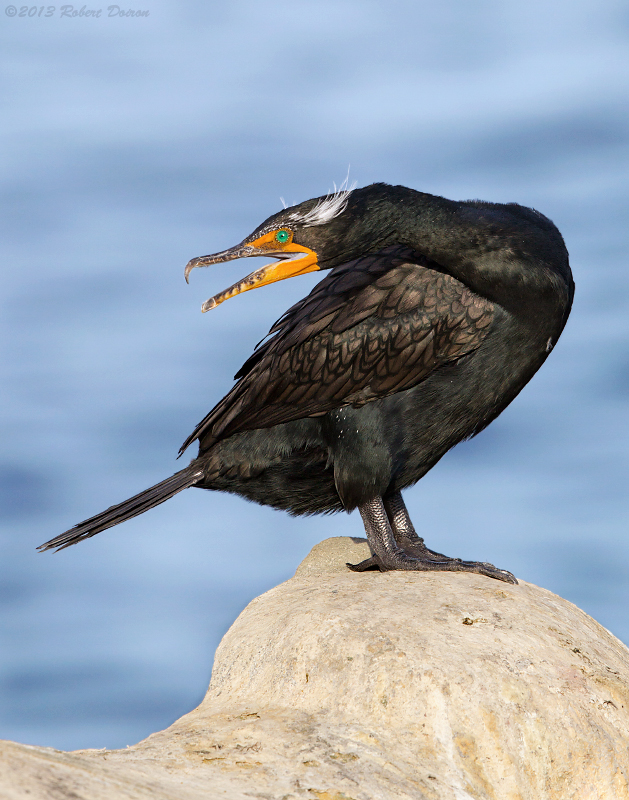 Double-crested Cormorant