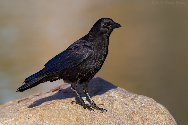 American Crow