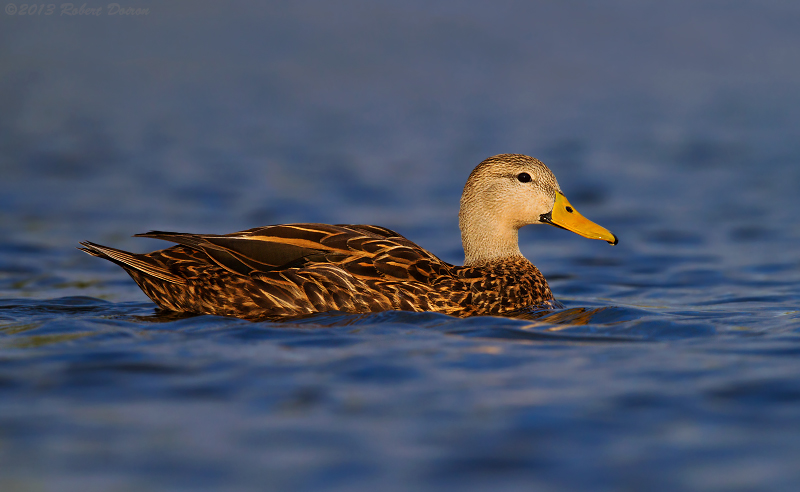 Mottled Duck