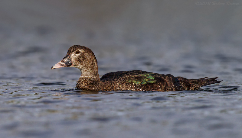  Muscovy Duck