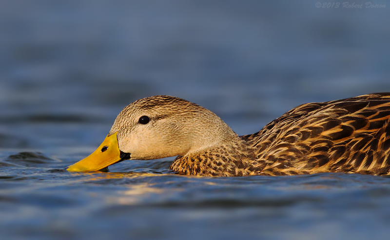 Mottled Duck