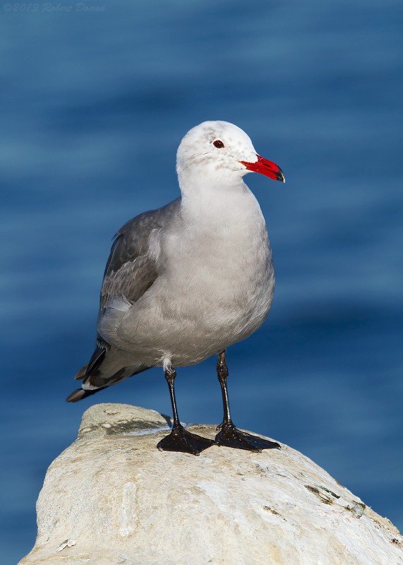 Heermann's Gull