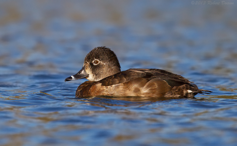 Ring-necked Duck