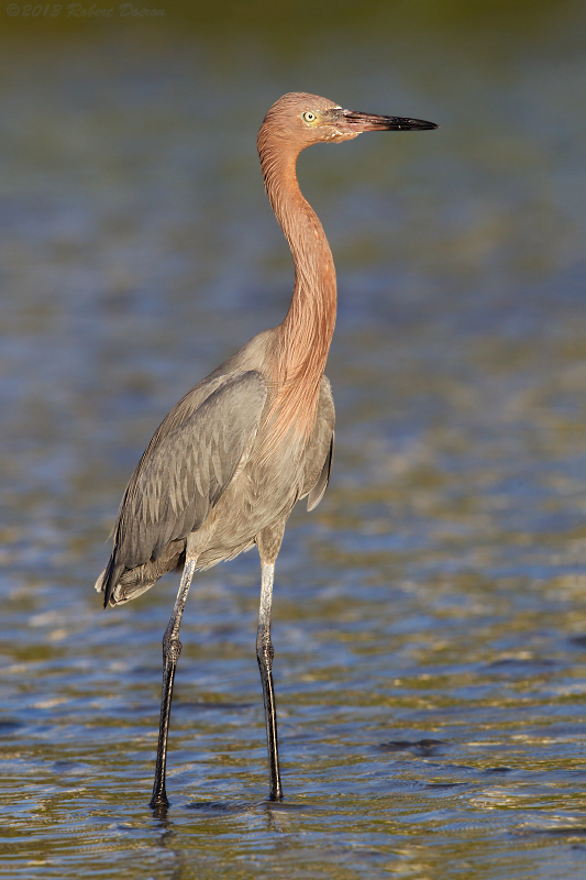 Reddish Egret