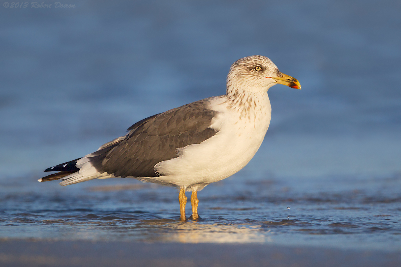 Lesser Black-backed Gull