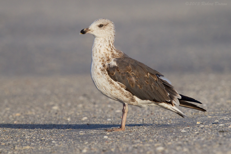 Lesser Black-backed Gull