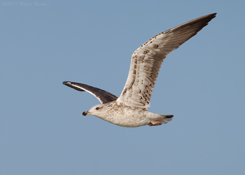 Lesser Black-backed Gull