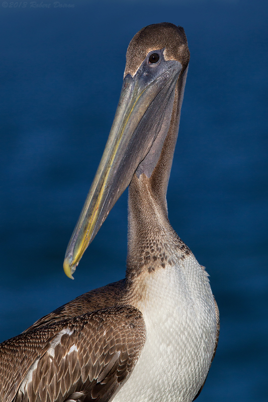 Brown Pelican