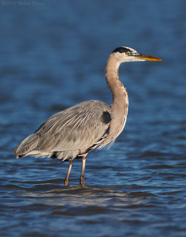 Great Blue Heron