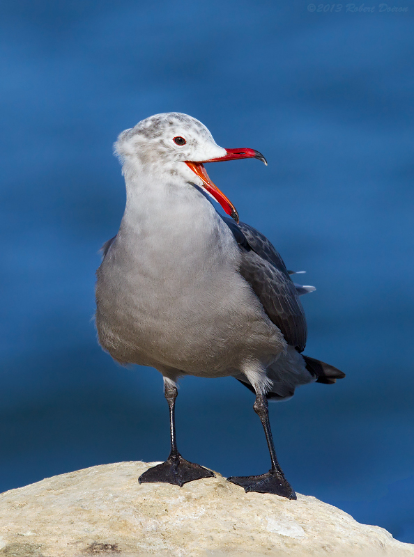 Heermann's Gull 