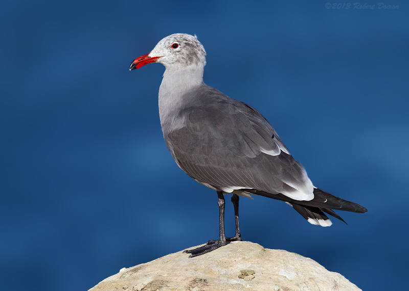 Heermann's Gull 