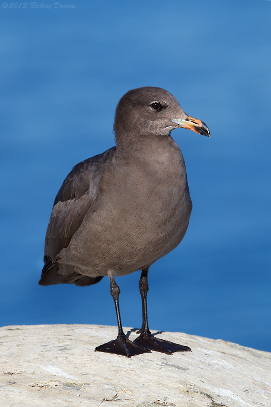Heermann's Gull