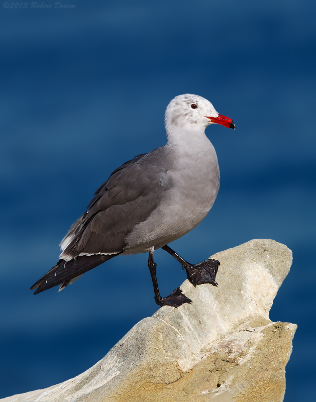 Heermann's Gull 