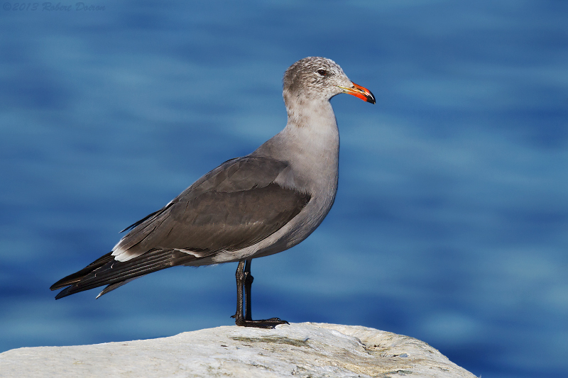 Heermann's Gull 