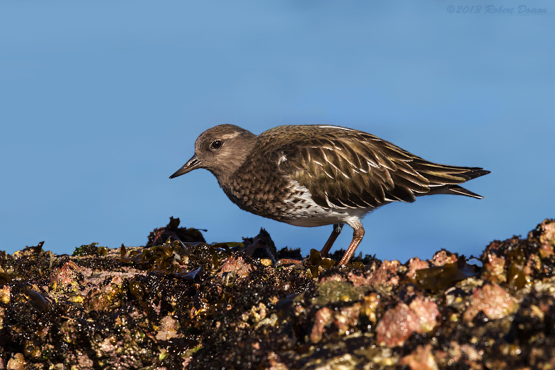 Black Turnstone