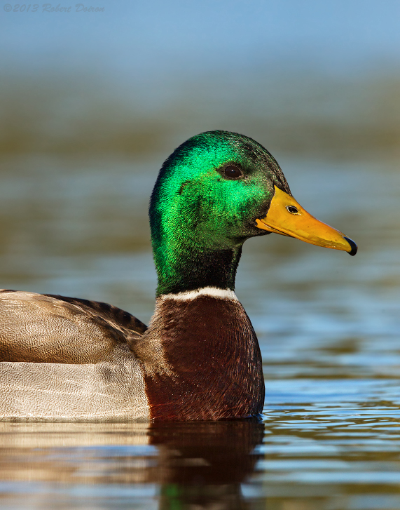 Mallard