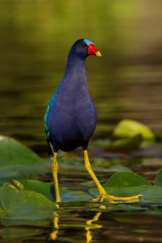 Purple Gallinule