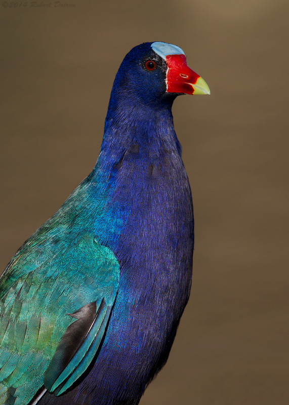 Purple Gallinule