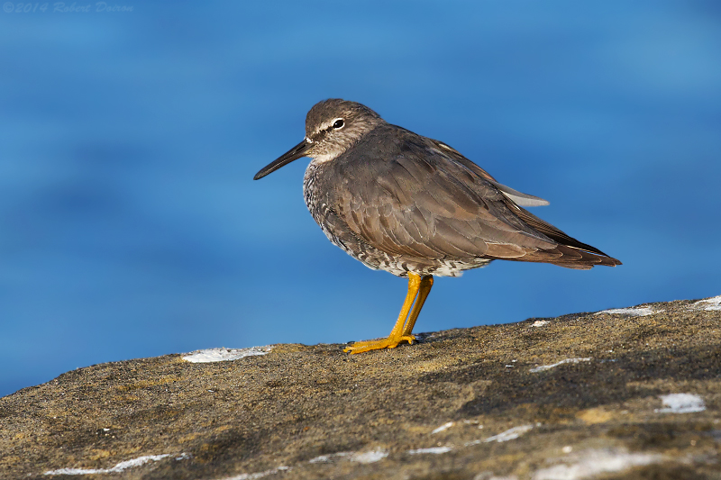 Wandering Tattler