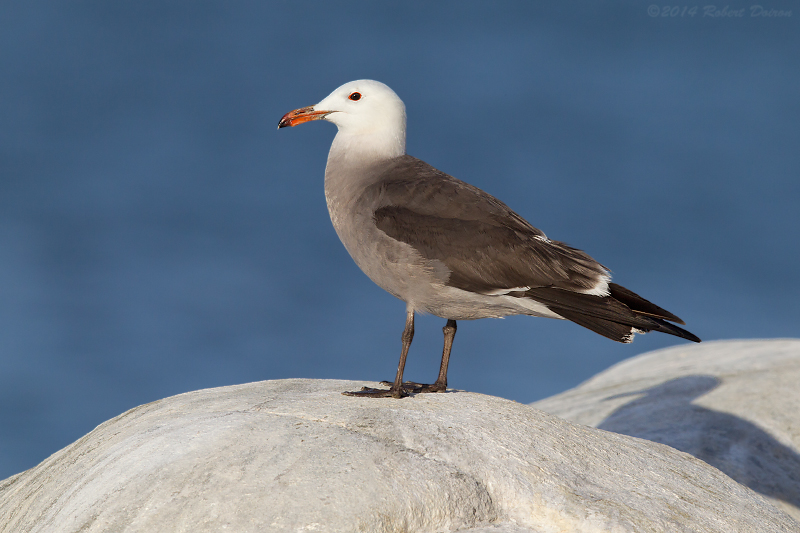 Heermann's Gull 