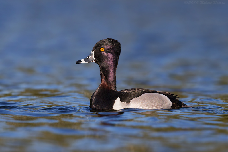 Ring-necked Duck