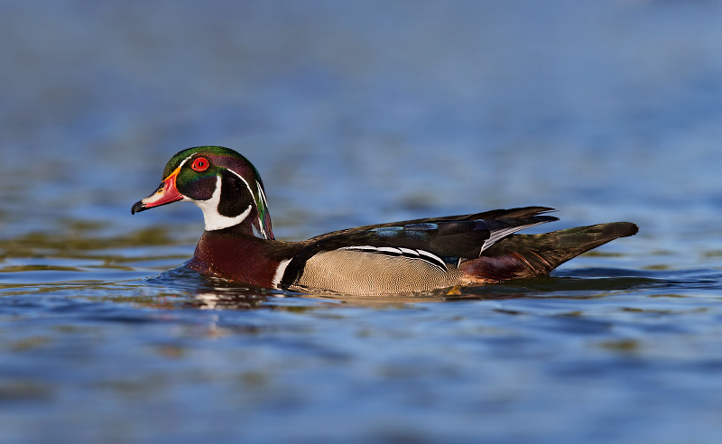 Wood Duck